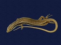 藏品(印度蜓蜥)的圖片